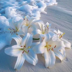 دانلود آهنگ دیدی ای تنها امیدم