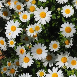 دانلود آهنگ یه روز چشاتو وا کنی میبینی من تموم شدم