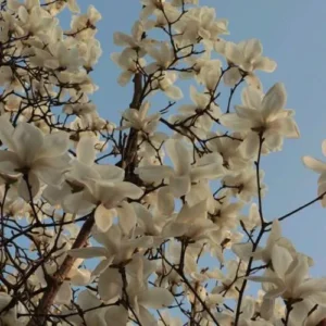 دانلود آهنگ بهار بهار باز اومده دوباره باز تموم دلها چه بیقراره دانلود آهنگ بهار بهار باز اومده دوباره باز تموم دلها چه بیقراره