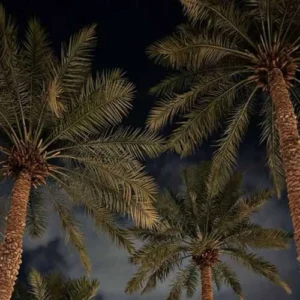 دانلود آهنگ زیر او نخل بلندو