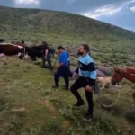 دانلود آهنگ مهدی کارگر بهار وقت کوی دور